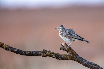 Thekla's lark perched on a lichen-covered branch