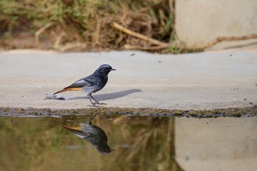 Male black redstart standing near water with clear reflection