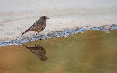 Black redstart near the edge of a pond with wet feathers