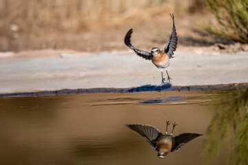 Female northern wheatear taking flight from a small pond with reflection