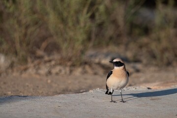 Male black-eared wheatear standing alert on dry ground under sunlight