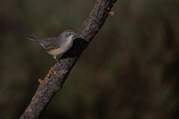 Subalpine warbler perched sideways on textured branch with blurred background