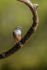 Rock bunting perched on lichen-covered branch with dark natural background