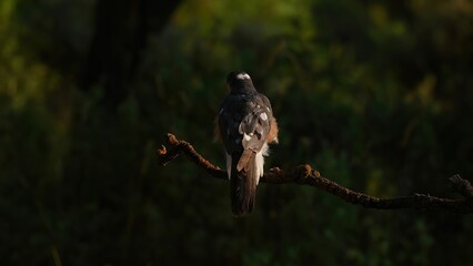 Eurasian sparrowhawk perched on branch with intense gaze and warm forest light
