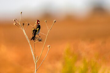 European goldfinch perched on dry thistle in Spanish countryside