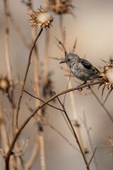 European goldfinch perched on dry thistle in Spanish countryside