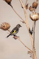European goldfinch perched on dry thistle in Spanish countryside
