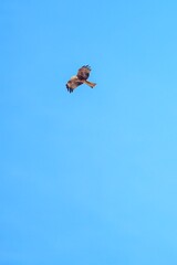Black kite Milvus migrans soaring in clear blue sky