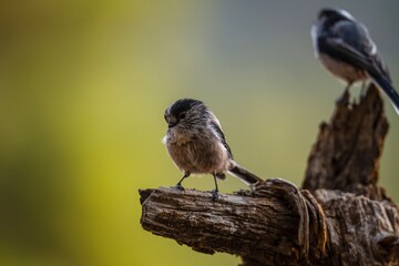 Long-tailed tit (Aegithalos caudatus) perched on a dry branch in natural setting