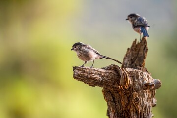 Long-tailed tit (Aegithalos caudatus) perched on a dry branch in natural setting