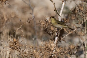 Common chiffchaff (Phylloscopus collybita) perched among dry thistles in natural habitat