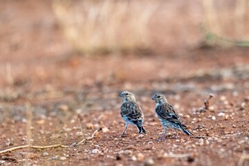 Common linnets (Linaria cannabina) walking on dry reddish soil in natural habitat