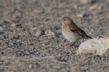Female linnet with muted plumage on wet soil next to water in natural habitat