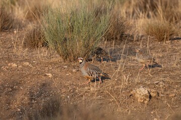 Red-legged partridges (Alectoris rufa) foraging on dry, rocky slope in natural habitat