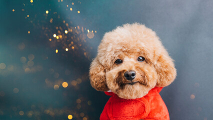 Close-up small brown poodle dog in a Santa suit on a blue-green background. Pet's portrait. Christmas greetings card, front view