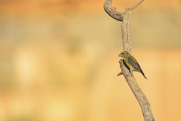 Red crossbill (Loxia curvirostra) perched on dry branch with clear sky background