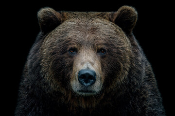 Portrait of a majestic wild brown bear staring intensely against a solid dark background showcasing detailed fur texture and natural beauty
