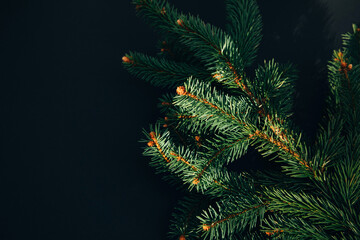 New Year, Christmas background. Branches of a green Christmas tree on a black background. Top view
