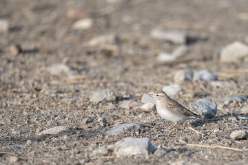 Short-toed lark standing on rocky dry ground with natural soft light