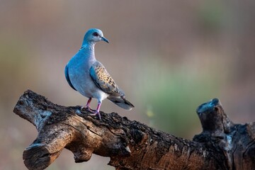 European turtle dove walking on bare soil with natural soft background