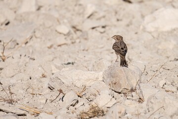 Corn bunting perched on a rock in dry stony landscape