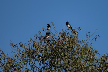 Group of Eurasian magpies perched on leafy tree against clear sky
