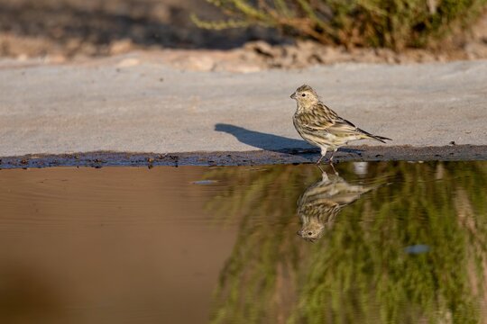 European serin reflected in calm water at the edge of a puddle
