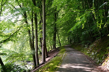 Wanderweg, Weg im Wald, Laubwald in Glücksburg an der Schwennau (Ostsee)
