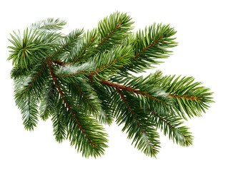 Obraz premium Pine Branch with Snow Sprinkles Isolated White