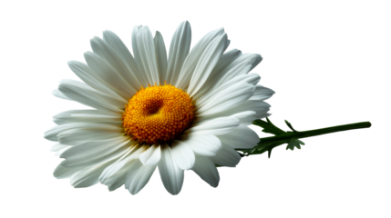 Single Daisy Bloom with Green Stem and Leaves on White
