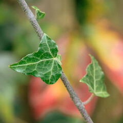 Green ivy growing on stem with a out of focus background in a garden.