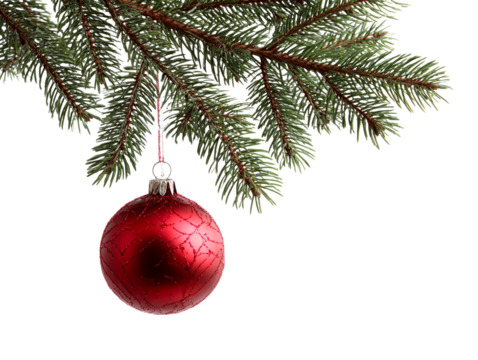 Christmas tree branch with red ornament , isolated on transparent cutout background

