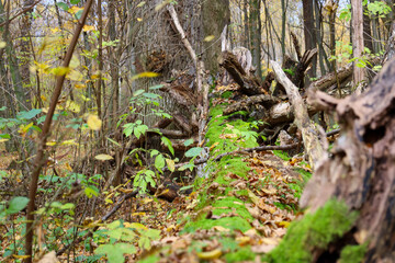 This autumn forest landscape features a central fallen tree trunk vividly covered in a thick layer of green moss, contrasting with the surrounding fallen yellow-brown leaves.