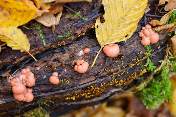 This close-up shot captures unusual orange mushrooms or slime molds growing on a dark, moist trunk of decaying wood, surrounded by bright yellow autumn leaves and green moss.