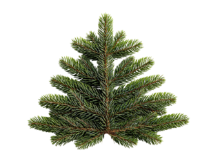 Green Fir Tree Branch Sprig on White , isolated on transparent cutout background

