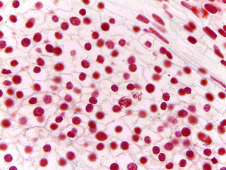 Microscopic Section of Lilium Anther Showing Early Embryonic Stage Cells