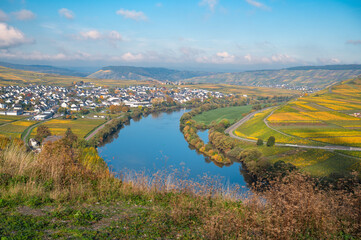 Naklejka premium Moselle Valley with loop of Mosel river, aerial view, riesling wine growing on vine, vineyard landscape in autumn, agriculture in Leiwen, Germany