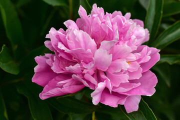 Soft pink peony flower on natural green background. Beautiful peony flower in the garden. Head of pink peony blooming in the park. Spring, summer floral background.