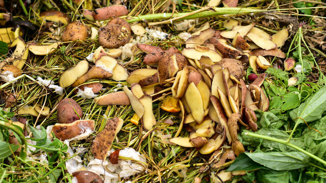 Organic food waste on heap close up. Compost pile with layers of food scarps and organic materials. Compost pit for organic scarps.Skinned potatoes.