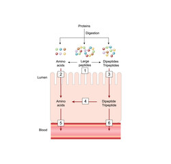 Absorption of protein. Proteins are broken down by enzymes into amino acids, dipeptides and tripeptides then tansported into the blood by transporters in the intestinal lining. Vector illustration.