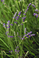 Violet flowers Lavandula angustifolia. Lavender in the middle of the summer. Floral natural background. Field of Lavender.