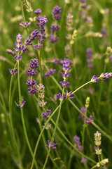 Violet flowers Lavandula angustifolia. Lavender in the middle of the summer. Floral natural background. Field of Lavender.