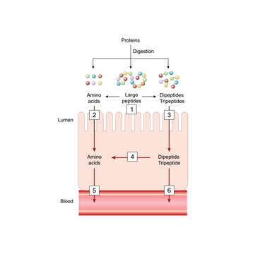 Absorption of protein. Proteins are broken down by enzymes into amino acids, dipeptides and tripeptides then tansported into the blood by transporters in the intestinal lining. Vector illustration.