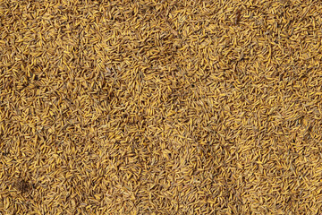 Paddy rice texture background. Close up of paddy rice