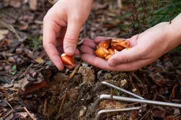 Fotobehang Tulpen planting tulip bulbs, landscape design  © Mariya Surmacheva
