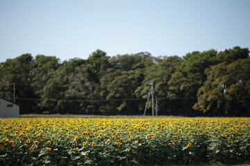 緑肥用ひまわりがびっしりと広がる9月中旬の畑　当別町