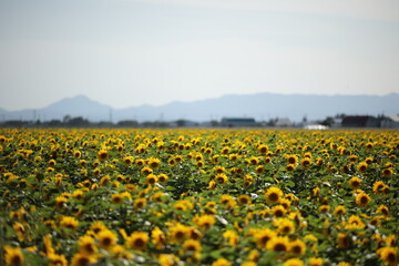 緑肥用ひまわりがびっしりと広がる9月中旬の畑　当別町