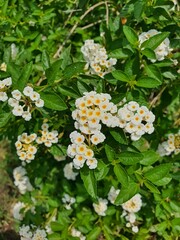The image features a dense cluster of green foliage with numerous small white flowers interspersed throughout. The flowers have a yellow center and are arranged in tight, rounded clusters