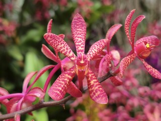 The image showcases a cluster of uniquely patterned pink and purple flowers resembling orchids, with intricate details on each blossom. The flowers have elongated petals with speckled markings