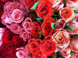 A close-up of red, pink, and orange roses blooming together.